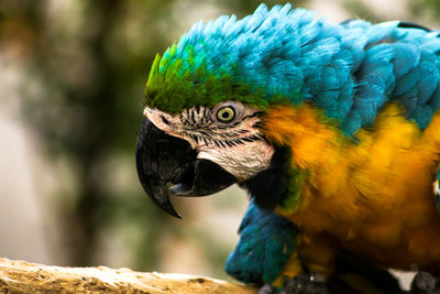 Close-up of peacock