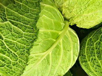 Savoy cabbage lat. brassica oleracea, kale, milan cabbage, fresh, leafy winter vegetables, food