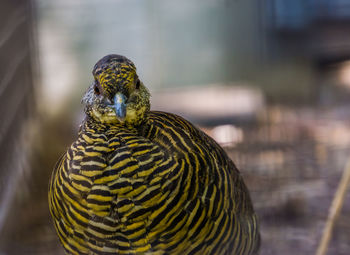 Close-up of bird