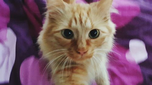 Close-up portrait of cat
