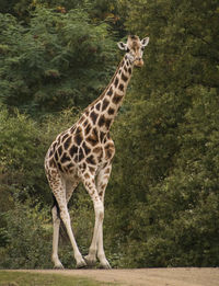 Giraffe walking on field