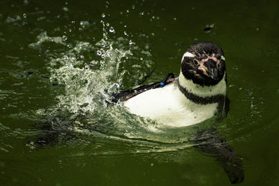 Close-up of duck swimming in lake