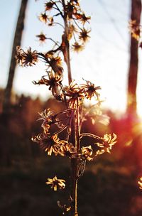 Close-up of flowering plant against sky