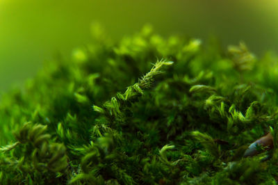 Close-up of fresh green plant