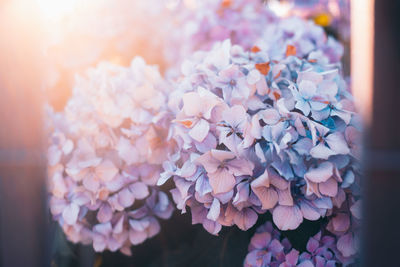 Close-up of pink flowering plant