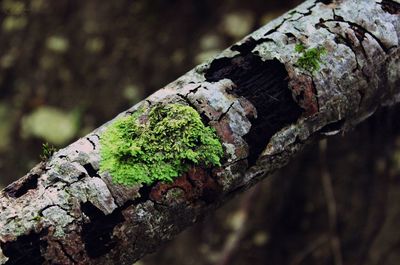 Close-up of moss growing on tree trunk