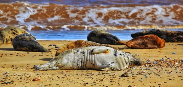 Seals resting on the beach in horsey norfolk england.