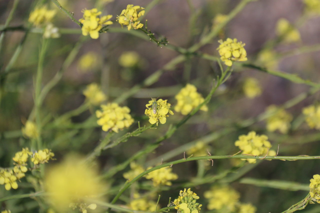 Insekt on flower