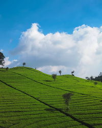 Scenic view of agricultural field against sky