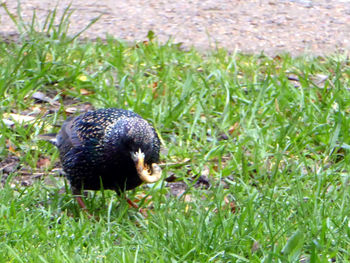 Duck on field