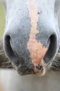 Close-up of a horse