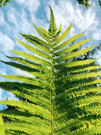 Close-up of a fern leaf