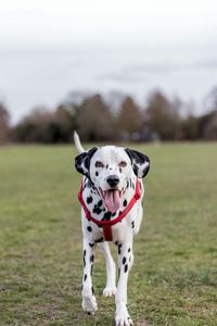 Portrait of dalmatian dog