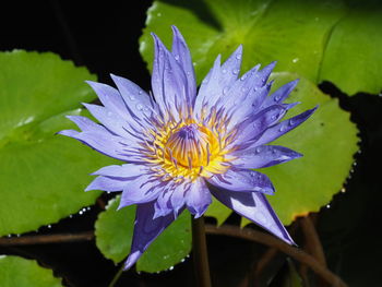 Close-up of purple flower