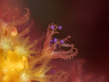Close-up of coral in sea