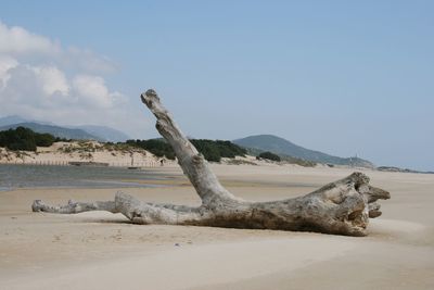 Driftwood on beach against sky