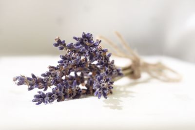 Close-up of lavender flowers against white background
