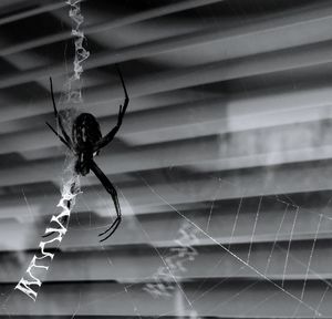 Close-up of spider on web