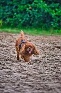 Portrait of dog running on field