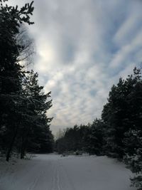 Trees against sky during winter