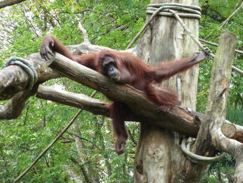 Monkey on tree branch in zoo