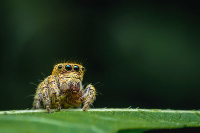 Close-up of spider