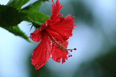 Close-up of red hibiscus on plant