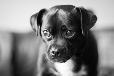 Close-up portrait of dog