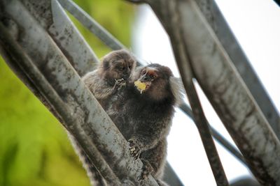 Two marmoset monkeys on tree