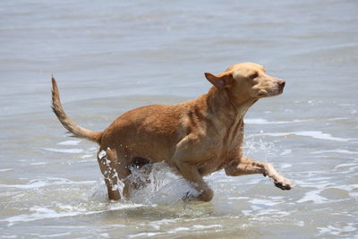 Full length of a dog on beach