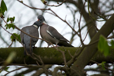 Low angle view of bird perching on tree