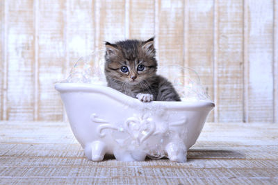 Portrait of kitten in bathroom