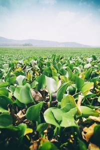 Plants growing on field against sky