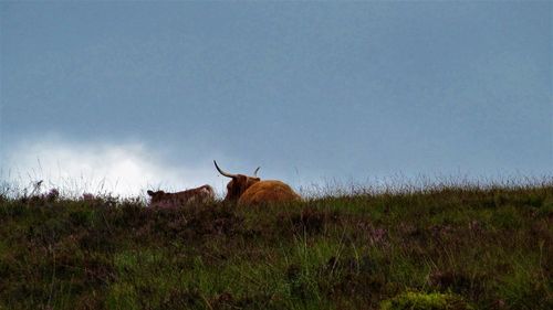 Deer on field against sky