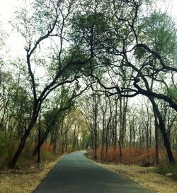 Empty road along trees