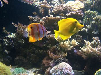 Close-up of yellow fish swimming in sea