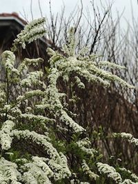 Close-up of tree in winter