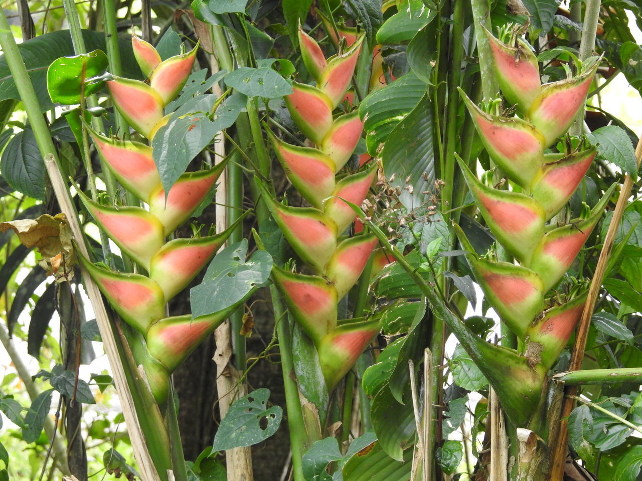 CLOSE-UP OF SUCCULENT PLANTS ON FIELD