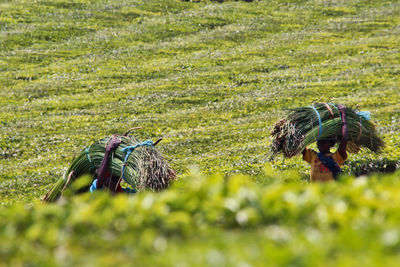 Ducks on grass