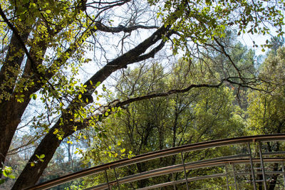 Low angle view of trees in forest against sky