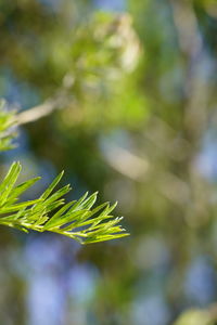 Close-up of leaves against blurred background