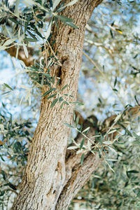 Low angle view of tree trunk