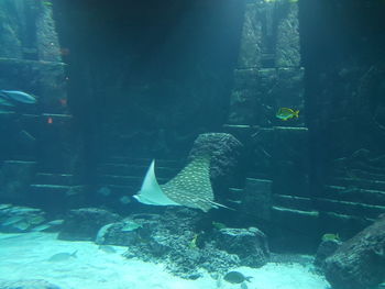 Close-up of fish swimming in sea