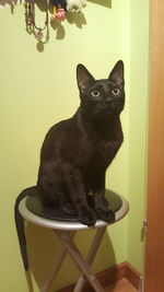 Portrait of black cat sitting