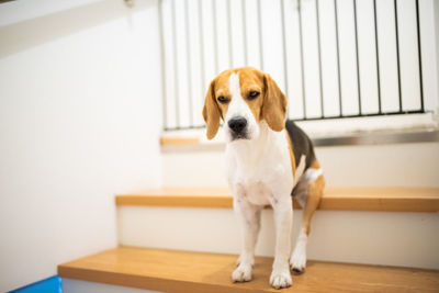 Portrait of dog sitting on table at home