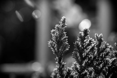 Close-up of flowering plant