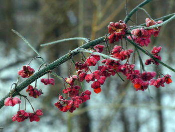 Close-up of red berries on tree