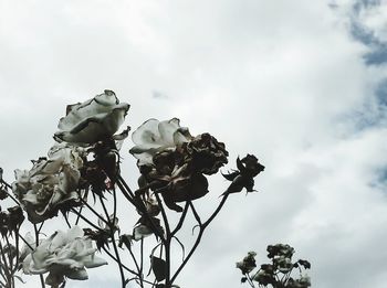 Low angle view of trees against cloudy sky