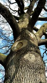 Low angle view of bare tree against sky