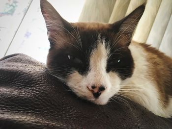 Close-up portrait of cat relaxing at home